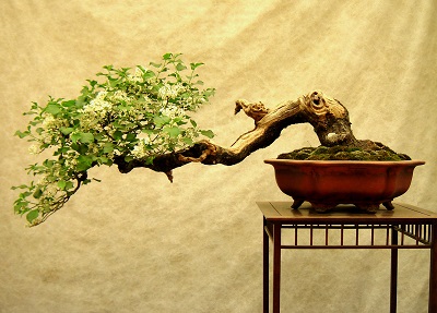 bonsai article